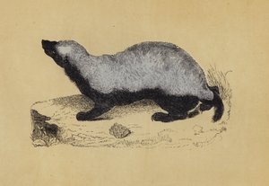 Ratel (litografia a cores) de English School