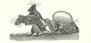 Ratos a transportar um ovo para casa (gravura) de English School