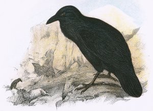 Raven