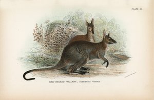Variedade de pescoço vermelho Wallaby_Tasmanian de English School