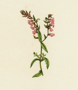 Bartsia vermelha, Bartsia odontites (litografia a cores) de English School