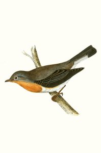 Red Breasted Flycatcher, ilustração de "Uma História das Aves da Europa Não Observadas nas Ilhas Britânicas", de Charles Robert Bree (1811-1886), publicado em 1867