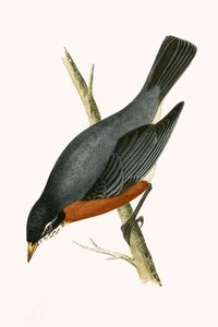 Red Breasted Thrush, ilustração de "Uma História das Aves da Europa Não Observadas nas Ilhas Britânicas", de Charles Robert Bree (1811-1886), publicada em 1867 de English School