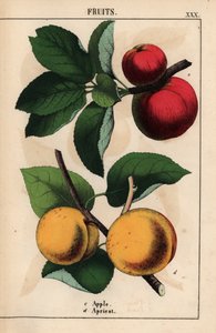 Maçãs vermelhas e damascos   , de "The Instructive Picturebook, or Lessons from the Vegetable World", [Charlotte Mary Yonge], Edimburgo de English School