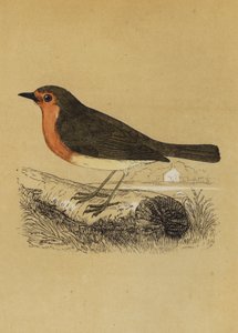 Redbreast (litografia a cores) de English School