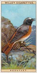 Redstart de English School