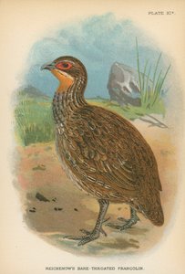 Francolin de garganta franzida de Reichenow de English School