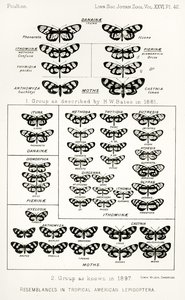 Semelhanças em lepidópteros tropicais americanos, ilustração de The Hope Reports, vol. II, 1897-1900., Editado por Edward B. Poulton, Oxford, 1901 de English School