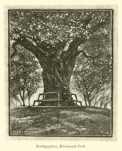 Lugar de descanso, Richmond Park de English School
