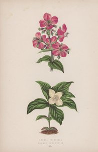 Rhexia Virginica; Cornus Canadensis (litografia a cores) de English School