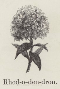 Rhododendron (gravura) de English School
