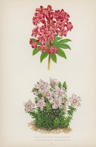 Rhododendron Ferrugineum; Rhododendron Chamaecistus (litografia a cores) de English School