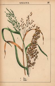 Arroz e painço, de "The Instructive Picturebook, or Lessons from the Vegetable World," [Charlotte Mary Yonge], Edimburgo de English School