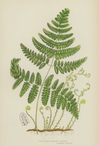 Polipodia Rígida de Três Frentes (cor litho) de English School