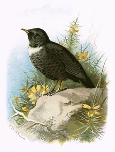 Anel Ouzel