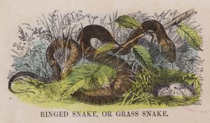 Cobra anelar, ou cobra herbívora (gravação colorida) de English School