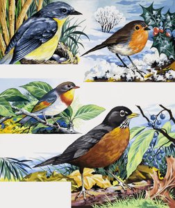Robins de English School
