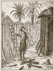 Robinson Crusoe construindo seu pavilhão, ilustração da história de Robinson Crusoé: Uma adaptação para crianças seguindo a linguagem Defoes, pub. por Griffith Farran Browne & Co. Limited, Londres de English School