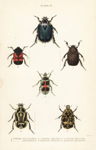 Escaravelhos-da-rocha: Cetonia fascicularis 1, Heterorhina macleayi 2, Gametoides subfasciata 3, escaravelho, Eupoecila australasiae 4, Gymnetis hieroglyphica 5 e Gymnetis marmorea 6 de English School