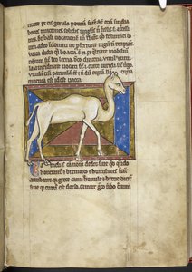 Royal MS 12 C XIX, f.33r Camelo, de "Bestiary", c.1200-10 (tinta, cor e ouro sobre velino) de English School