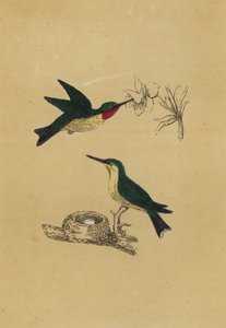 Beija-flor-de-garganta-rubi (litografia a cores) de English School
