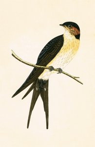 Rufous Swallow, ilustração de "Uma História das Aves da Europa Não Observadas nas Ilhas Britânicas", de Charles Robert Bree (1811-1886), publicada em 1867.