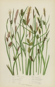 Russet Carex, Pale Carex, Long Bracteated Carex, Yellow Carex, Tawny Carex, Loose Carex (cor litho) de English School