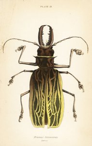 Escaravelho de Sabertooth, Macrodontia cervicornis (Prionus cervicornis) de English School