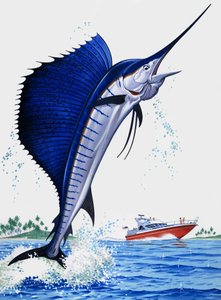 Vela Peixe de English School