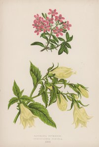 Saponaria Ocymoides; Symphyandra Pendula (cor litho) de English School