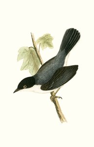 Toutinegra Sardenha, ilustração de "Uma História das Aves da Europa Não Observadas nas Ilhas Britânicas", de Charles Robert Bree (1811-1886), publicada em 1867 de English School