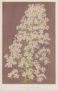 Saxifraga longifolia Vera (litografia colorida) de English School