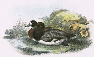 Pato Negrinha