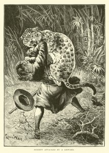 Schmitt atacado por um leopardo de English School