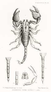 Escorpianos da Somália-terra, ilustração de The Hope Reports, vol. II, 1897-1900., Editado por Edward B. Poulton, Oxford, 1901 de English School