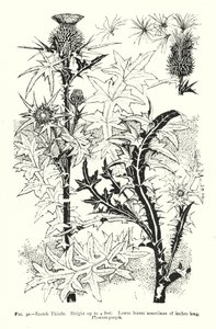 Cardo escocês; Altura até 4 pés; Folhas inferiores por vezes com 18 polegadas de comprimento; Flores roxas (gravura) de English School