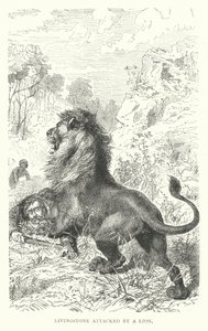 O missionário escocês David Livingstone atacado por um leão em África (gravura) de English School