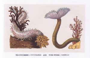 Sea Cucumber and Tube Worm, Nature in Britain publicado por Collins de English School