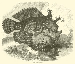 Porcupino Marinho (gravura) de English School