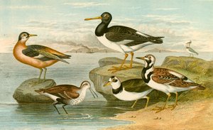 Aves marinhas