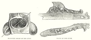 Órgão Secreto do Cívet, Dentes do Cívet (gravura) de English School