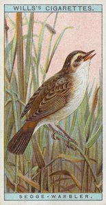 Sedge Warbler de English School