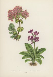 Sedum Ewersii; Primula Amoena (litografia a cores) de English School