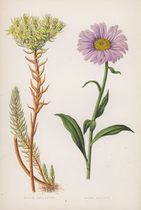 Sedum Reflexum; Aster Alpinus (cor litho) de English School