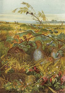 Setembro e outubro, aves de caça