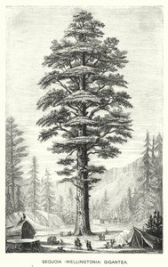 Sequoia (Wellingtonia) Gigantea (gravura) de English School