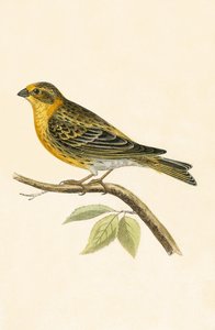 Serin Finch, ilustração de "Uma História das Aves da Europa Não Observadas nas Ilhas Britânicas", de Charles Robert Bree (1811-1886), publicada em 1867 de English School