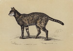 Serval (litografia a cores) de English School