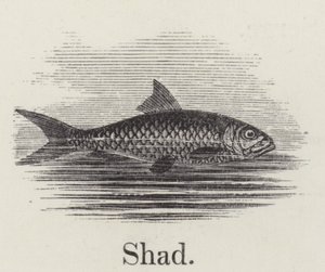 Shad (gravura) de English School