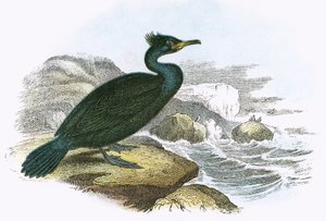 Shag